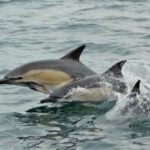 The Best Wildlife Spotting on the Fal Estuary - What You Might See on a Falmouth Boat Trip