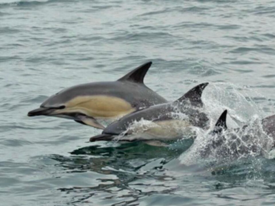 The Best Wildlife Spotting on the Fal Estuary - What You Might See on a Falmouth Boat Trip